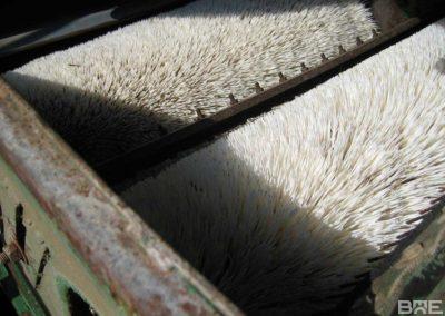 Brossage de noisettes
